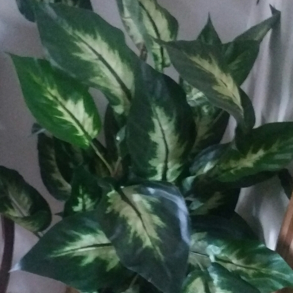 Plant - Picture 2 of 3